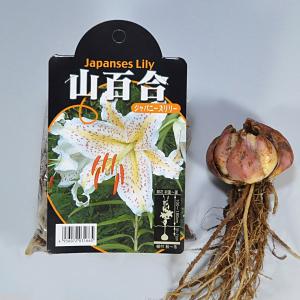 ユリ 選抜 山百合 (オーラタムゴールドバンド...の詳細画像1