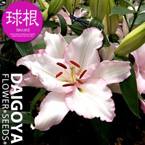 ユリ 鉢植えの商品一覧 通販 Yahoo ショッピング