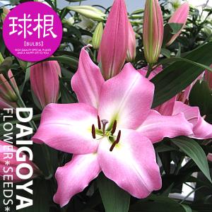 カサブランカ 鉢植えの商品一覧 通販 Yahoo ショッピング