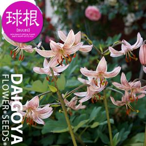 ユリ 鉢植えの商品一覧 通販 Yahoo ショッピング