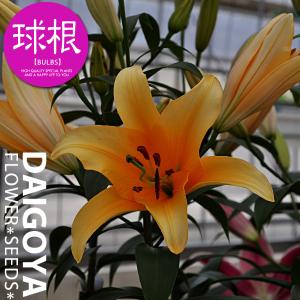 カサブランカ 鉢植えの商品一覧 通販 Yahoo ショッピング