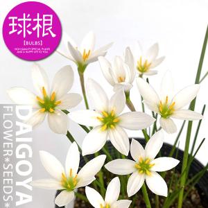 ゼフィランサス 白 球根 10球 袋詰めの商品画像