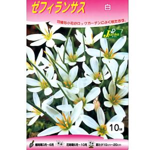 ゼフィランサス 白 球根 10球 袋詰めの詳細画像1