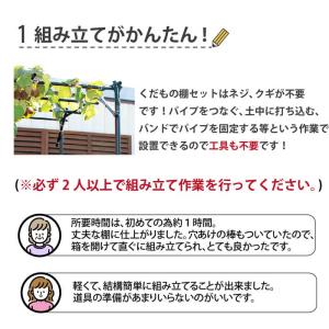ぶどう棚 パーゴラ 果樹棚 キウイ棚 KT-S...の詳細画像3