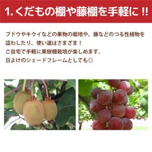 ぶどう棚 パーゴラ 果樹棚 2m×2m ガーデ...の詳細画像2