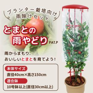 トマト 雨よけ セット 直径40cm×高さ15...の詳細画像1
