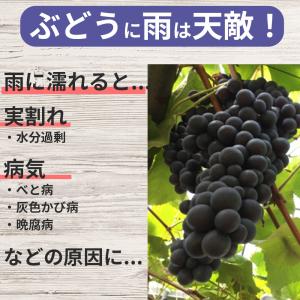 ぶどうの雨よけセット 間口220cm×奥行21...の詳細画像1