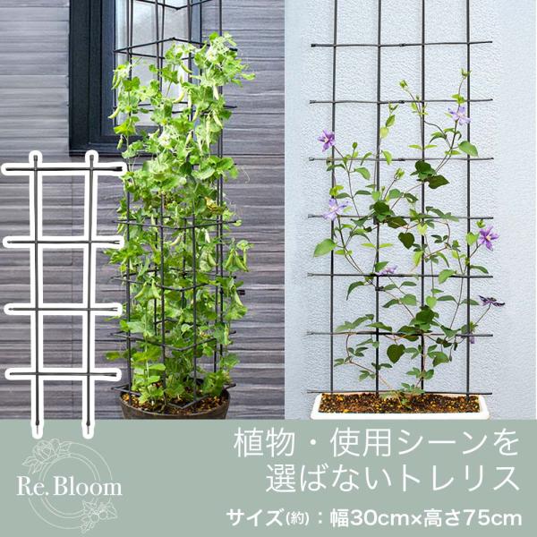 Re.Bloom マルチリンクトレリス 幅30cm 高さ75cm クレマチス ユリ つる性植物 おし...