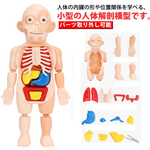 人体模型 おもちゃ 復元パズル 人体解剖学モデル 内臓 パーツ取り外し可能 解剖学 理科 教材 直立...