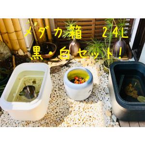 メダカ飼育ケース深緑36L オーバーフローメッキフィルター付き めだか