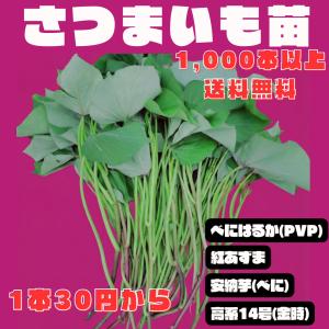 さつまいも苗（切り苗）1000本〜 大口対応農家向け ウィルスフリー苗 登録品種（PVP）選べる品種 産地直送