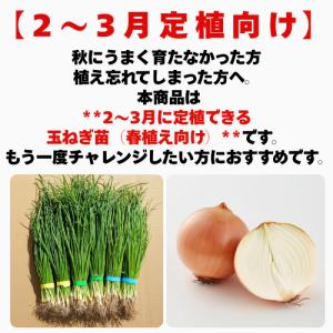 玉ねぎ苗 玉葱苗 タマネギ苗 2026年春 家...の詳細画像1