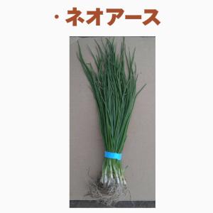 玉ねぎ苗 玉葱苗 タマネギ苗 2026年春 家...の詳細画像2