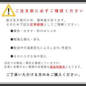 玉ねぎ苗 玉葱苗 タマネギ苗 2026年春 家...の詳細画像3