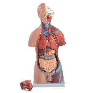 人体模型 50cm 内臓パーツ付き 中古 清掃済み 人体模型 50cm 内臓パーツ付き 中古 清掃済み 楽天市場】人体模型GX
