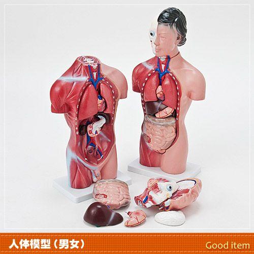 人体模型 内臓模型 女性or男性  JK-4325Y JK-4332Y