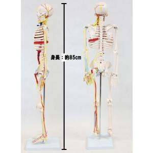 人骨模型85cm 血管&心臓付き ガイコツ 骸...の詳細画像2