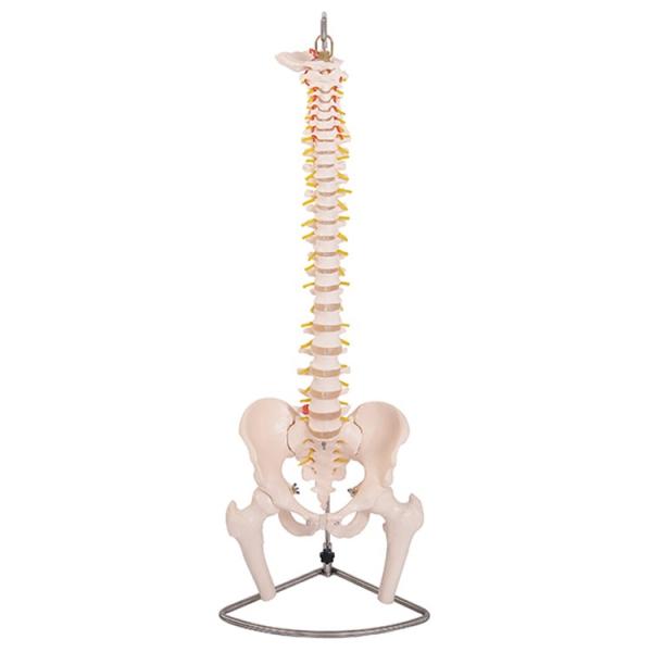 脊椎骨盤模型(股関節付)GX-126 せきついの人骨模型 高さ90cm ガイコツ 実物大 JK-32...