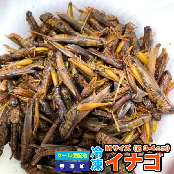 冷凍エサ　冷凍イナゴ 【約100g/約80匹前後】【Mサイズ(約3〜4cm)】 いなご　鑑賞魚・両性...