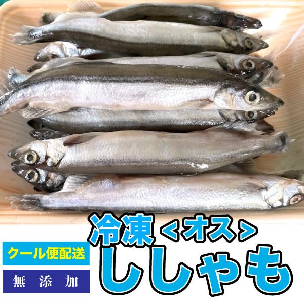 冷凍餌 冷凍ししゃも(雄) 【約2kg(500g×4袋】 約12cm前後　ししゃも　オス　大型魚のエ...