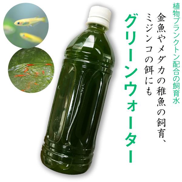 グリーンウォーター 500ml×5本(2.5L)　植物プランクトンを入れた飼育水 【リサイクルPET...