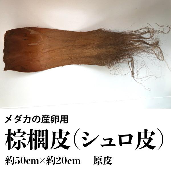 メダカの産卵用 棕櫚　シュロ皮　【１枚】 (約50cm×約20cm)　 原皮 メダカ産卵　しゅろ 棕...