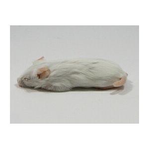 送料無料＞マウス・ラット・ハムスター用MF(基礎飼料) 10kg 小動物
