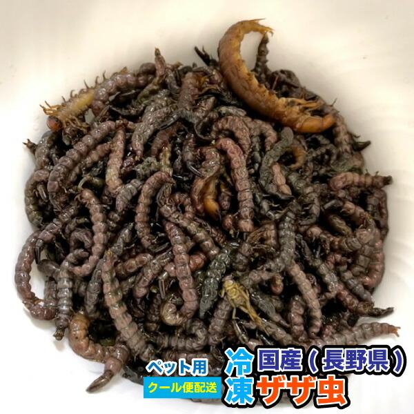 冷凍エサ 冷凍　国産ザザ虫 【約60g】 ざざむし　虫の幼虫　大型熱帯魚　爬虫類など　※別途クール便...