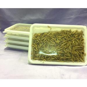 富城物産 冷凍ミルワーム 5kg(1kg×5パック) みるわーむ ＜冷凍クール便配送＞ 爬虫類 両生類 飼育魚 小動物用 ブリーダー【TOMI】