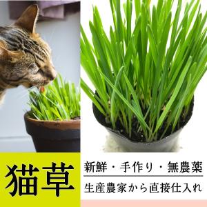 猫草 ねこくさ　1個　鉢 直径 約9cm ペットグラス