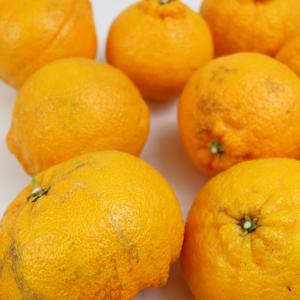 愛媛県産 デコすけ キズキズ君 10kgの詳細画像1