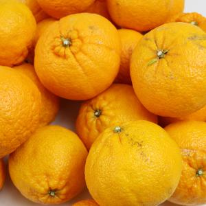 愛媛県産 デコすけ キズキズ君 10kgの詳細画像2