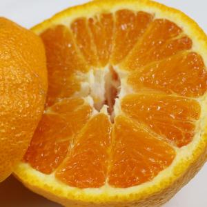 愛媛県産 デコすけ キズキズ君 10kgの詳細画像3