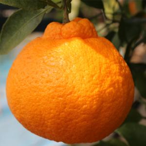 愛媛県産 デコすけ キズキズ君 10kgの詳細画像5