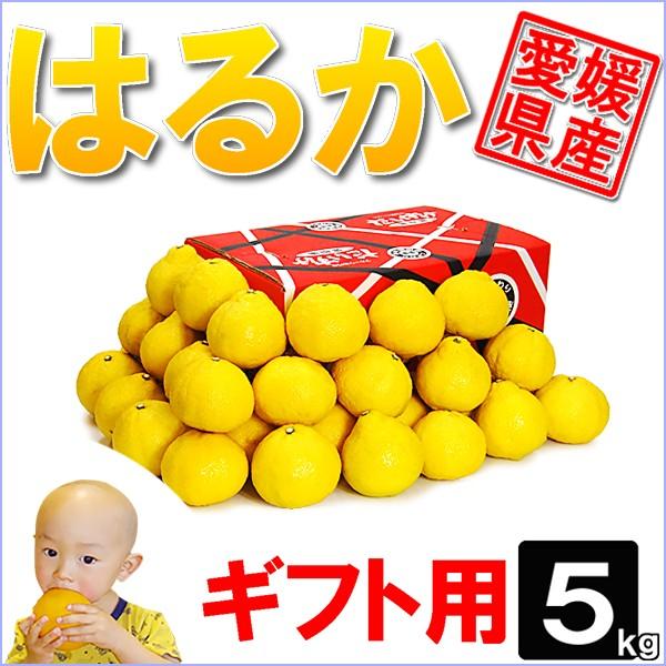 愛媛県産 はるか ギフト用 5ｋｇ