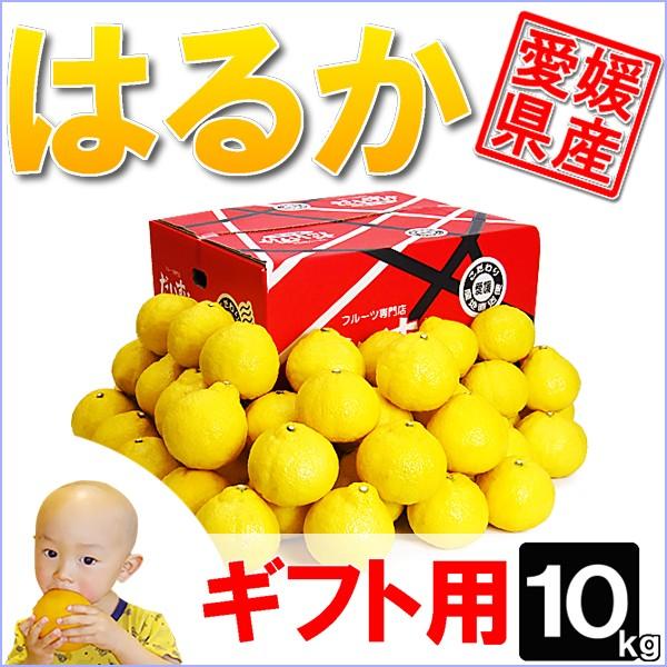 愛媛県産 はるか ギフト用 10ｋｇ
