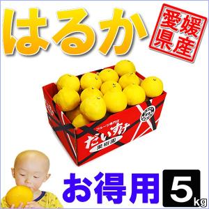 愛媛県産 はるか お得用 5ｋｇ｜daisuke