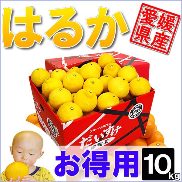 愛媛県産 はるか お得用 10ｋｇ