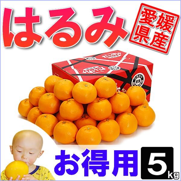 愛媛県産 はるみ お得用 5ｋｇ