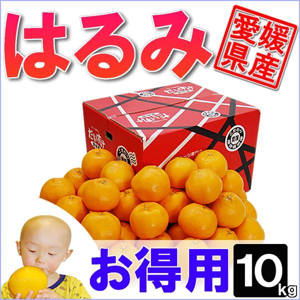 愛媛県産 はるみ お得用 10ｋｇ