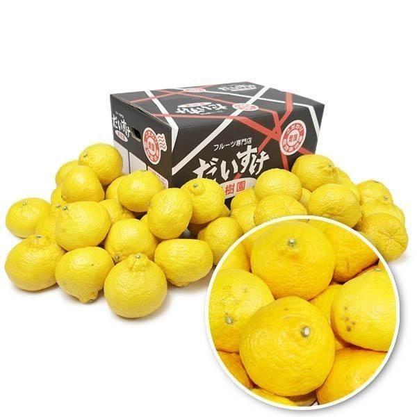 媛小春　キズキズ君　5ｋｇ