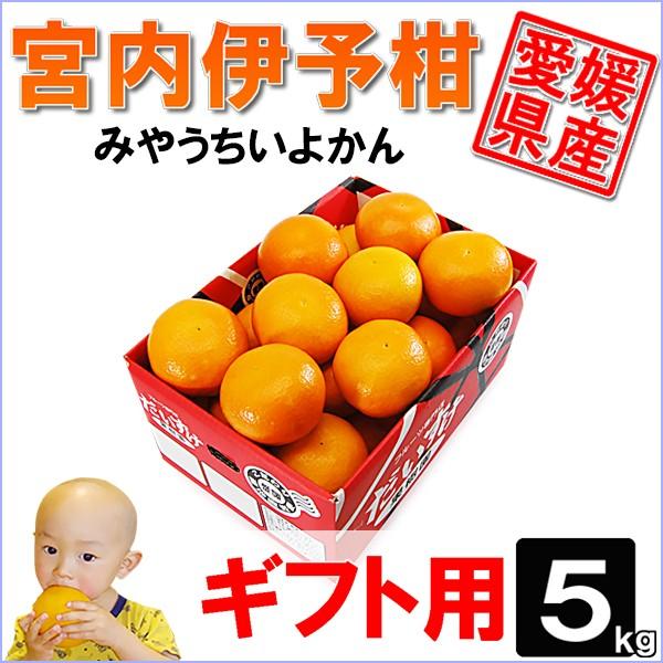 愛媛県産 みやうちいよかん　ギフト用 5ｋｇ
