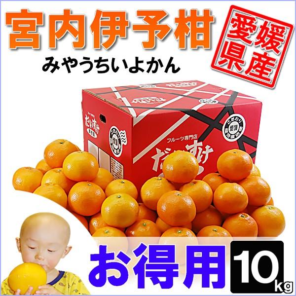 愛媛県産 みやうちいよかん　お得用 10ｋｇ