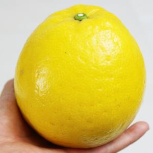 ジューシーオレンジ お得用10kgの詳細画像3