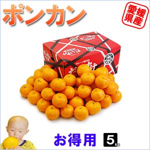 愛媛県産 ポンカン お得用 5ｋｇ