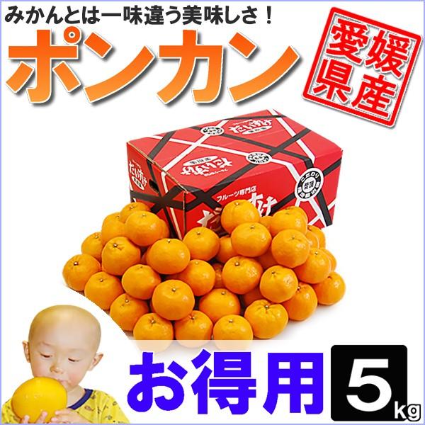 愛媛県産 ポンカン お得用 5ｋｇ