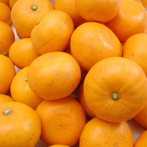 愛媛県産 せとか キズキズ君 10kgの詳細画像2