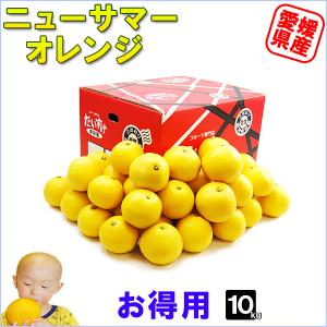 ニューサマーオレンジ キズキズ君 10kg : 愛媛だいすけ果樹園 - 通販