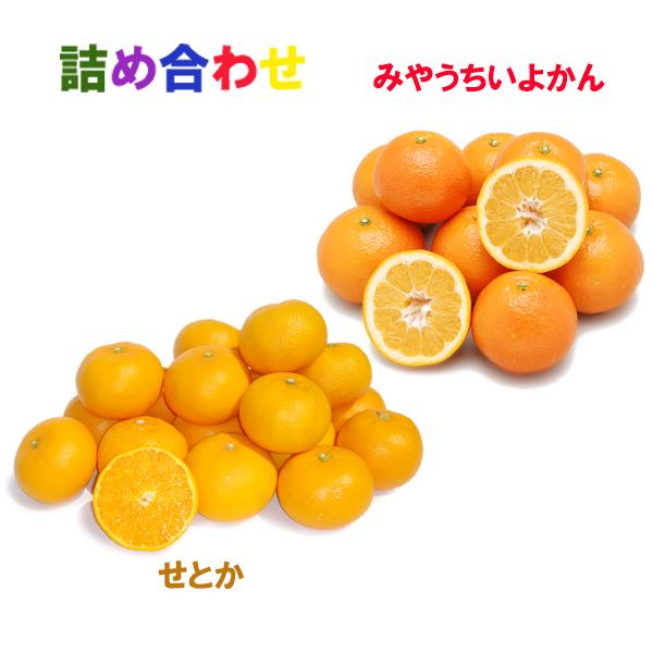 詰め合わせ(宮内伊予柑+せとか）