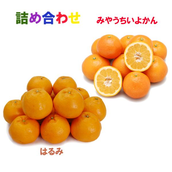 詰め合わせ（宮内伊予柑+はるみ）